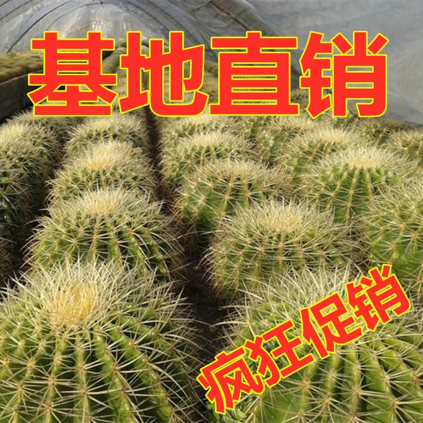 大金琥金仙人球盆栽虎室内多肉植物仙人掌类室内防辐射桌面仙人球
