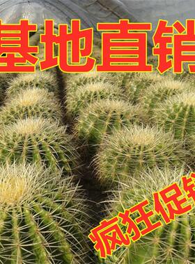 大金琥金仙人球盆栽虎室内多肉植物仙人掌类室内防辐射桌面仙人球