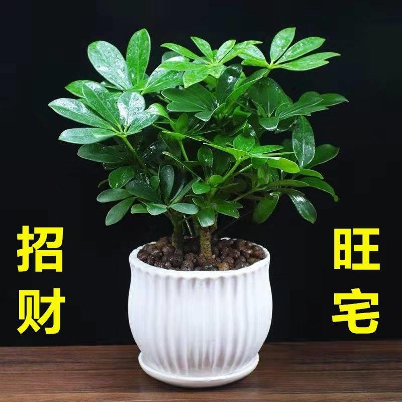 鸭脚木发鸭掌财树盆栽木鹅掌柴八方来财室内绿植花卉四季常青植物
