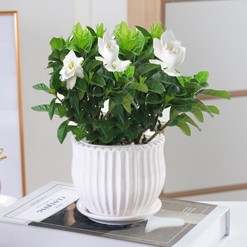 栀子花盆盆栽室内桌面栽绿植花苗大叶栀子花独杆栀子花好养植物