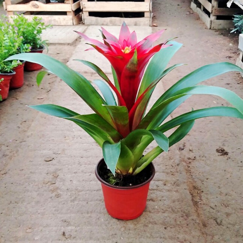 鸿运当头盆栽水培易活植物办公室内红心花卉绿植大型凤梨阳台客厅