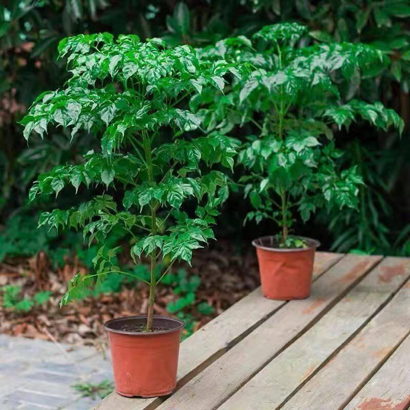 幸福树盆室内栽绿植办公室大型盆栽植物幸福树树苗客厅净化空气