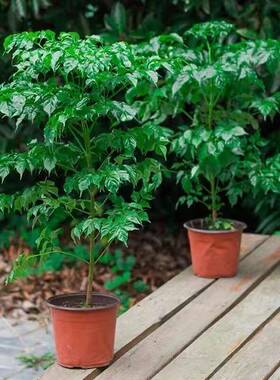 幸福树盆室内栽绿植办公室大型盆栽植物幸福树树苗客厅净化空气