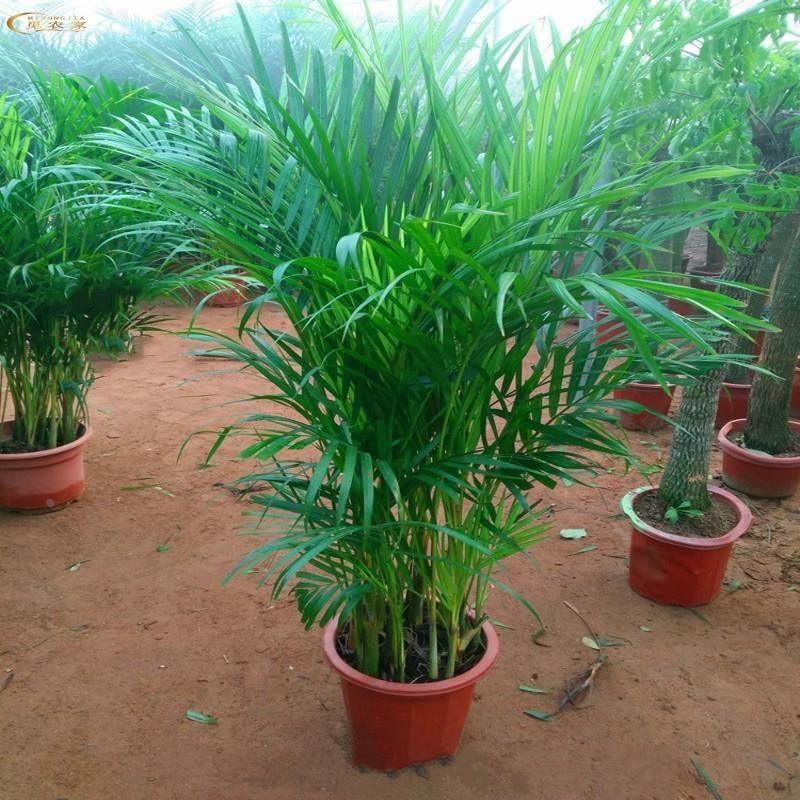 大型绿植盆栽散尾葵大客厅室内花卉盆景凤尾竹富贵椰子植物