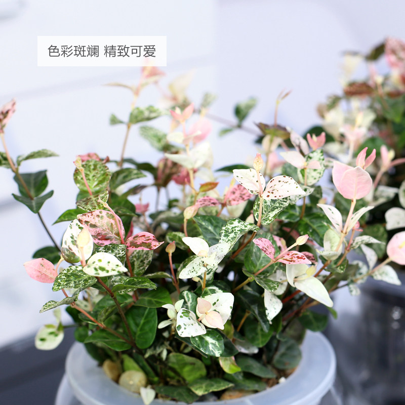 花叶络石彩叶植物络石盆栽垂藤植物办公室客厅室内桌面盆景小绿植