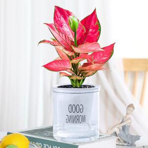 万年吉利红如意皇后盆栽水培植物办公室内花卉绿植九里香多肉易活