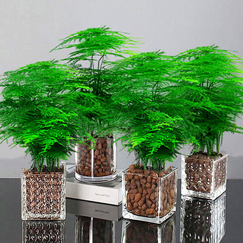 文竹盆栽花卉植物易活室内办公室水培桌面大全苗盆景四季常青绿植