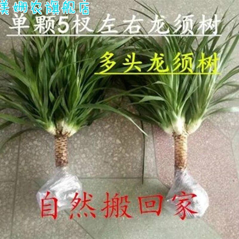 龙须树龙龙须铁兰龙须血树室内客厅大型盆栽绿植花卉净化空气包邮