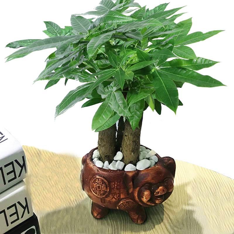 发财树盆盆栽植物陶瓷栽室内花卉土养盆景客厅绿植发财金摇钱树花