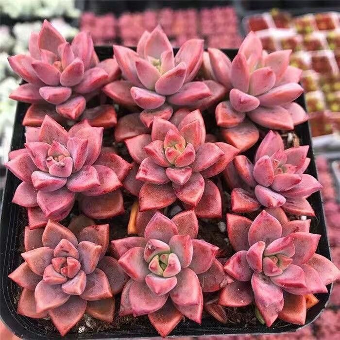 多肉植物 姬胧 新月手练手多肉植物 趣味小绿植 易上色易养活
