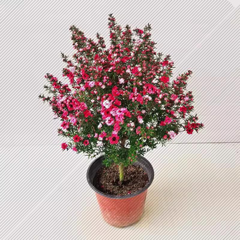 澳洲松红梅花卉盆栽不带花苞绿植室内外阳台多色花耐寒好养植物