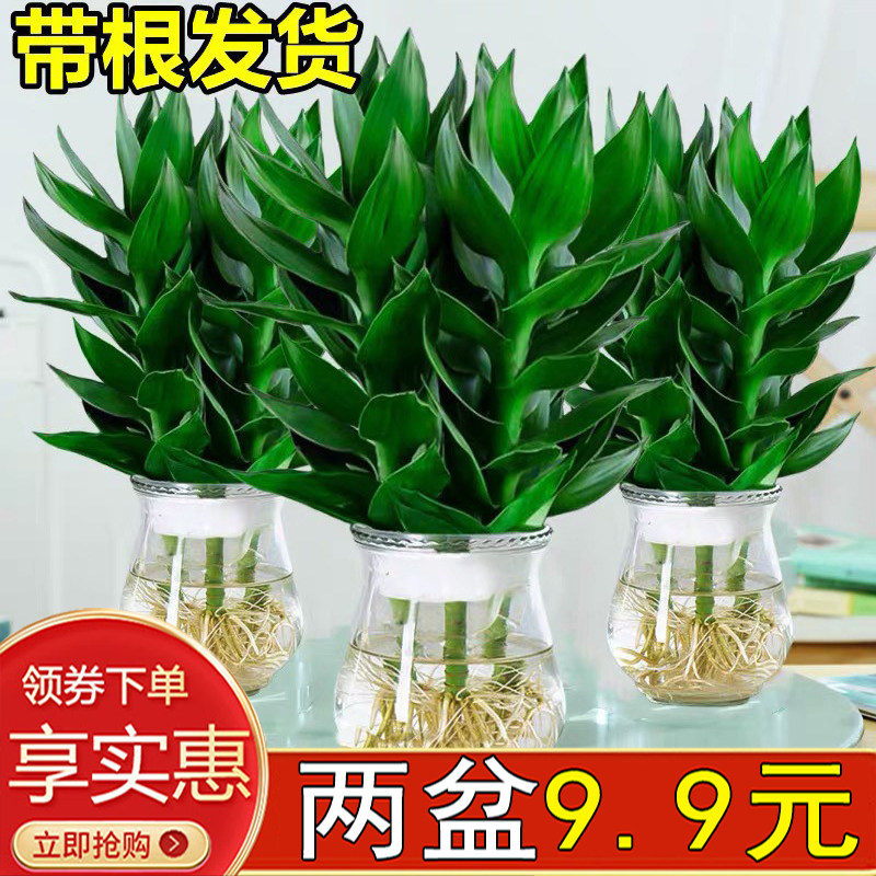 观音竹水培富贵竹植物多肉绿植物绿萝盆栽室内水养栀子花卉发财树