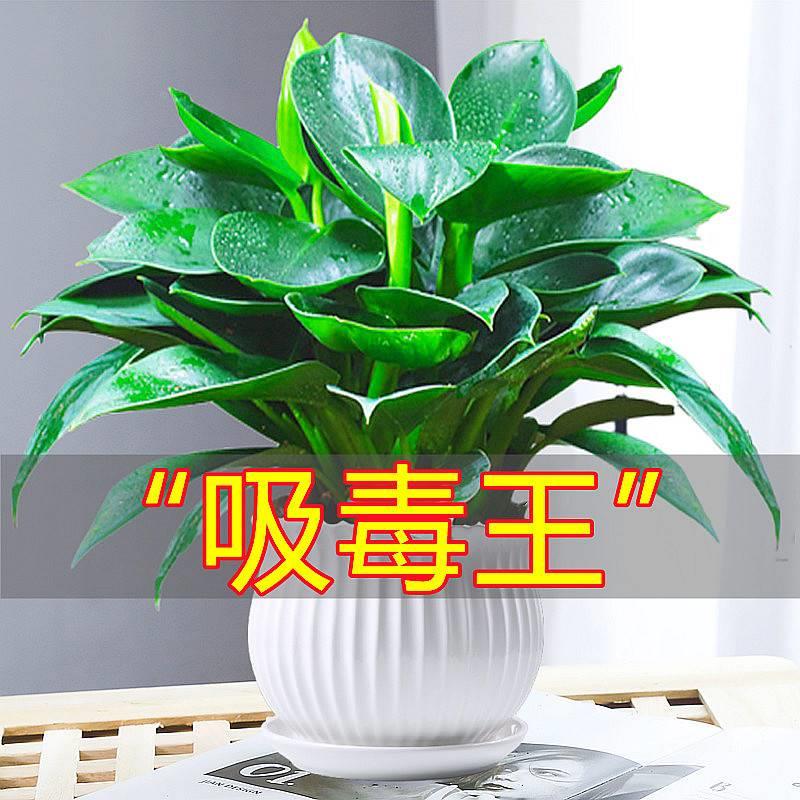 金钻盆栽植物水绿公主培绿植万年青花卉多肉办公室内吸除甲醛好养