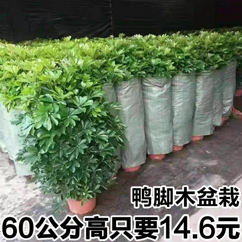 鸭脚木客盆栽大室内厅鸭掌木七叶莲八方来财四季常青好养招财植物