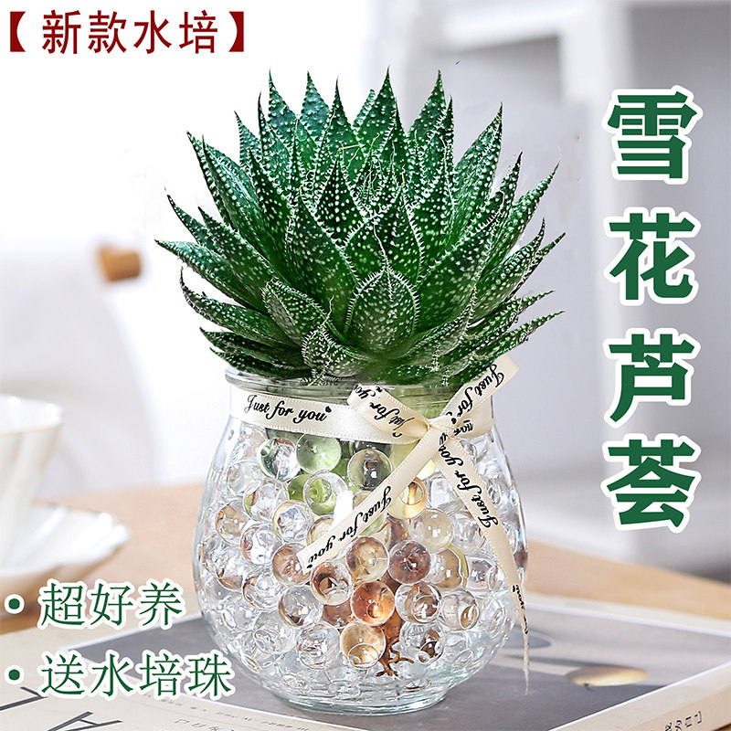 雪花芦荟植物盆栽水培室内绿植花卉好养四季多肉植物净化空气花