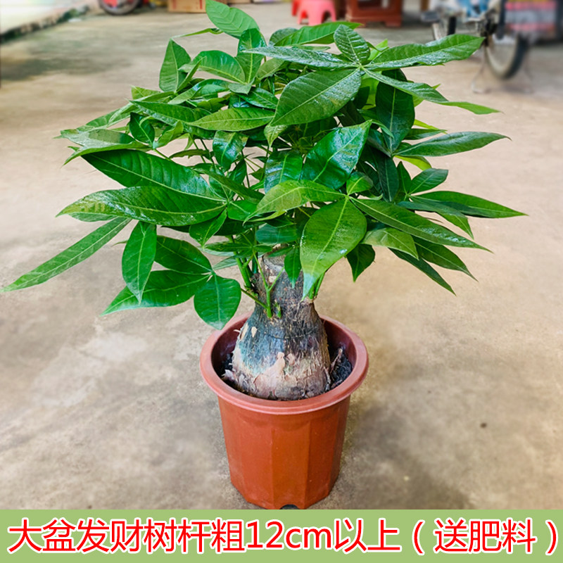 发财树大植物盆栽客厅室内招财树新房吸甲醛净化空气大型绿植盆景