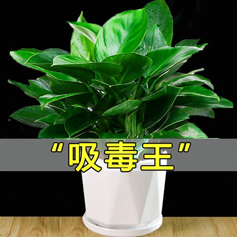 金钻盆栽水绿萝箩公主培办公室易活绿植物除甲醛招财室内花卉大全