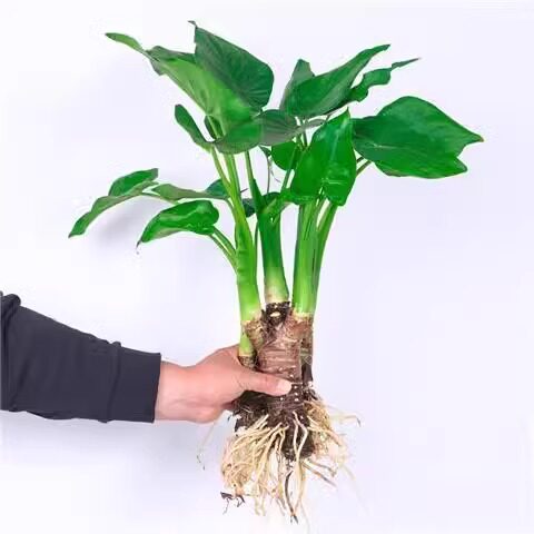 水培植物滴水千手观音观音盆栽春羽龟背竹室内办公室四季好养绿植