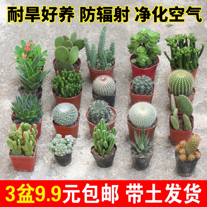 多肉仙人绿植开盆栽掌花仙人球组合办公室桌面喜阳室内阳台植物苗