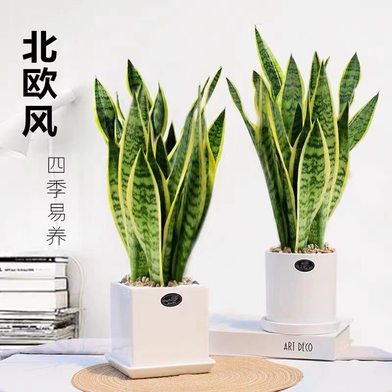 金边虎皮盆栽兰绿植水培办公室内多肉植物花卉客厅大型盆景虎尾兰