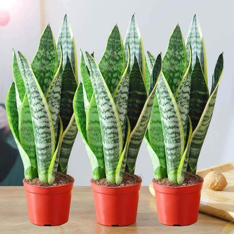 金边虎皮兰盆栽多肉易活水培植物绿植办公室内花卉大全客厅虎尾兰