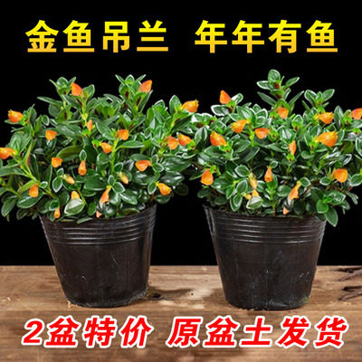 金鱼吊兰花苗牡丹盆栽千叶口红吊兰常青藤金心边吊兰室内绿植花卉