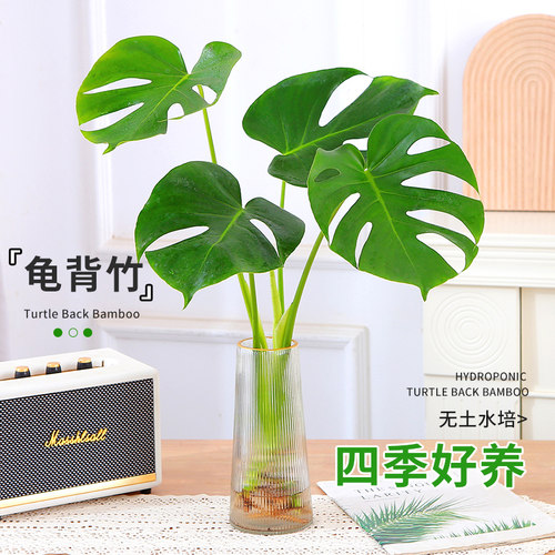 水培植物盆栽龟背竹老桩客厅办公室内净化空气天堂鸟大叶绿植好养