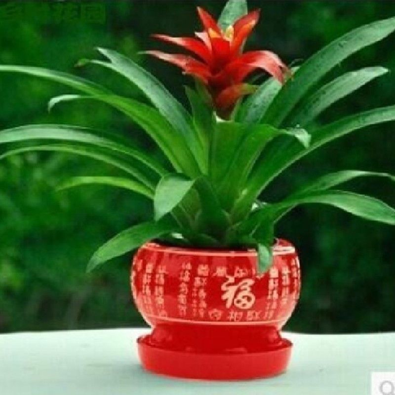 鸿运当头盆红四季陶瓷星花卉盆景水培植物室内绿植鲜花苗带花凤梨
