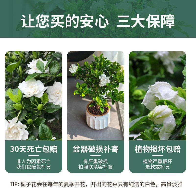 栀子花盆栽不带花苞花卉植物室内阳台水培绿植树苗好养易活