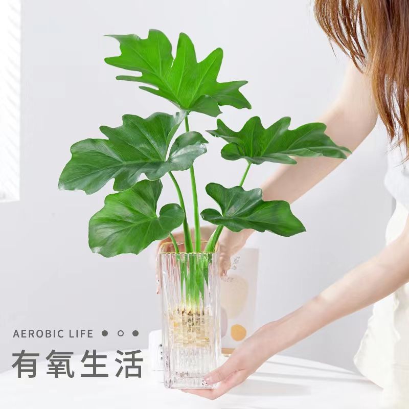 春羽绿植客厅盆栽室内花卉水养水生好养办公室绿萝春雨水培植物