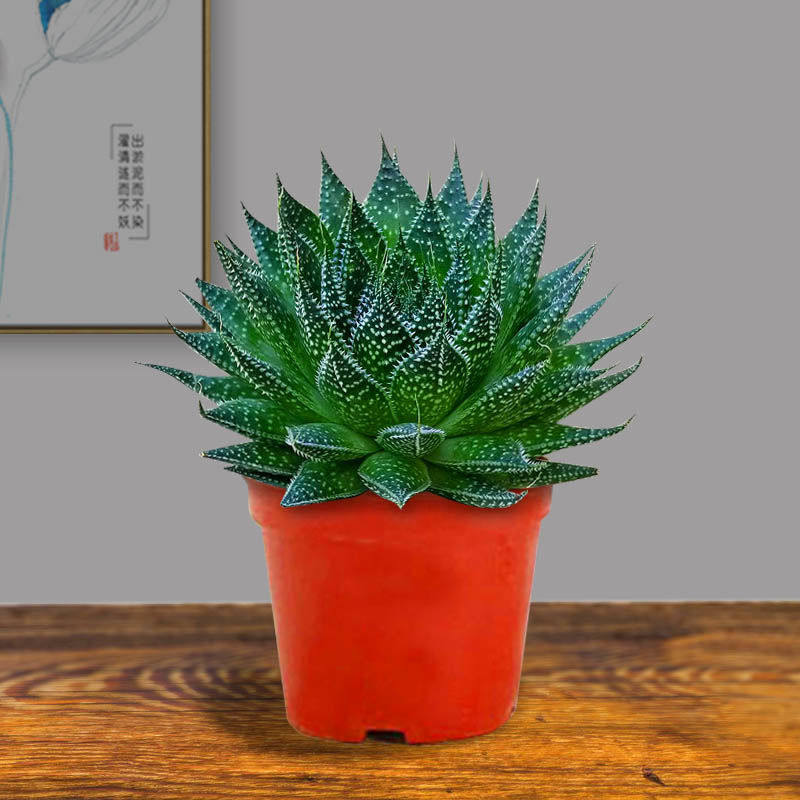 繁星多肉雪花盆栽植物波露芦荟不夜城桌面绿植好养四季常青防辐射