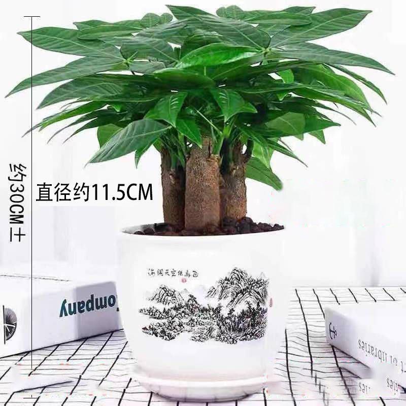 发财树小盆栽室内绿植客厅吸甲醛小盆景招财树办公室桌面植物花卉