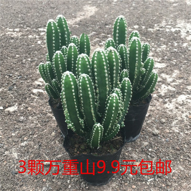 新款多肉植物多万重山头群生仙人球室内防辐射吸甲醛美观易养盆栽