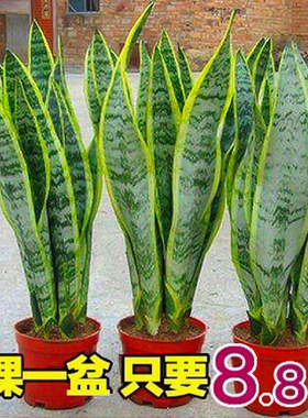 金边虎皮盆栽兰多花卉肉水培植物绿植室内吸办公室四季常青虎尾兰