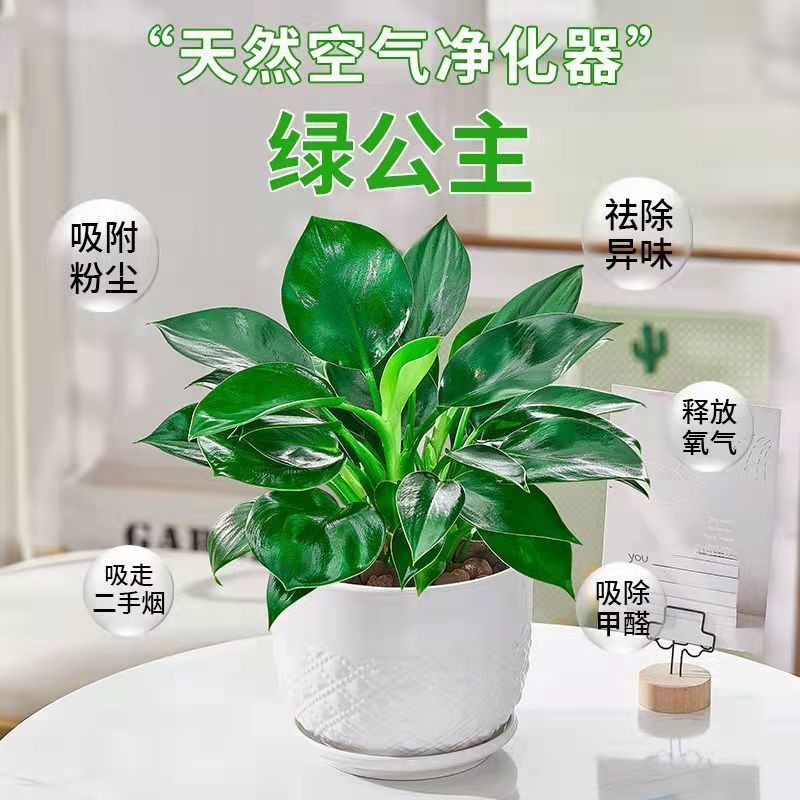 金钻盆栽花卉植绿萝箩物室内花水培绿植多肉好养发财树吸除去甲醛