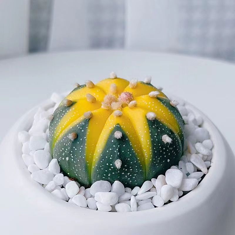 【金钱进】兜兜星黄金兜锦仙人球多肉植物办公室微型绿植花卉盆栽