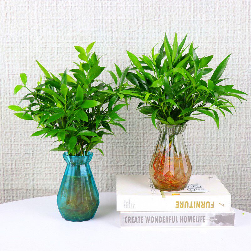 竹柏盆栽驱蚊水培新宠植物室内客厅卧室桌面绿植盆栽花卉四季常青