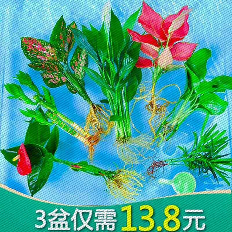 水培植物办公室内绿植水养生红白掌花卉盆栽文竹绿萝四季富贵竹芋