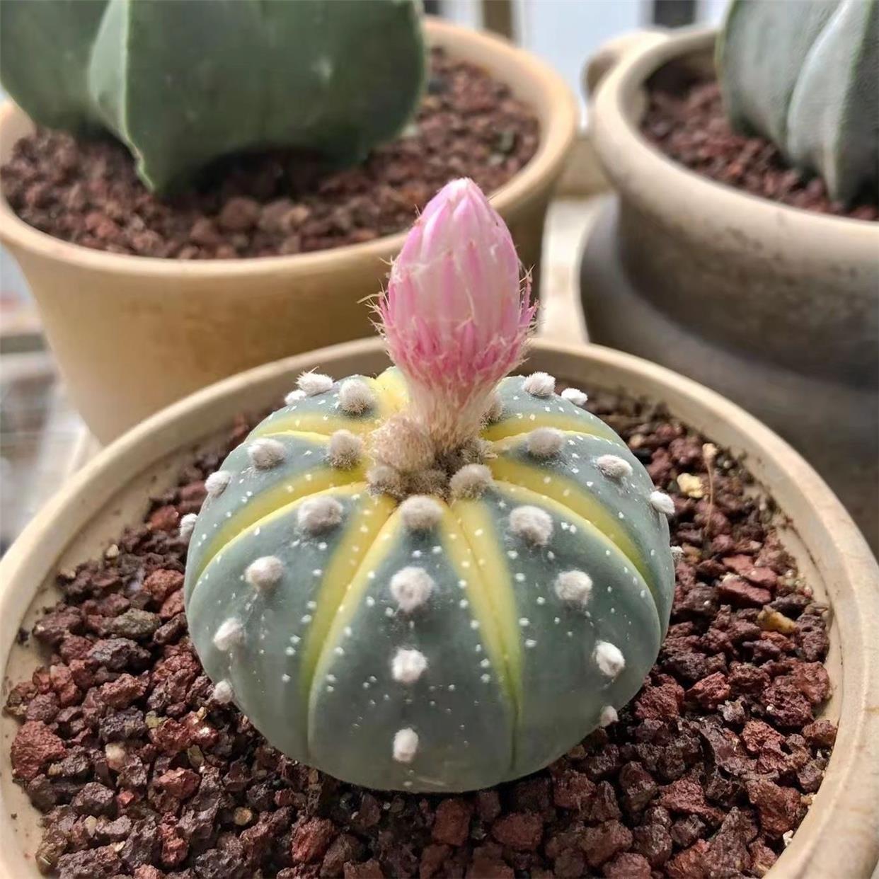 实生黄金西瓜仙人球兜兜开花仙人球兜锦多肉植物阳台易养盆栽花卉