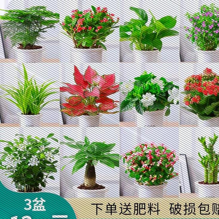 绿萝水培绿植物盆栽室内发财树富贵竹文绿箩薄荷多肉花卉四季好养