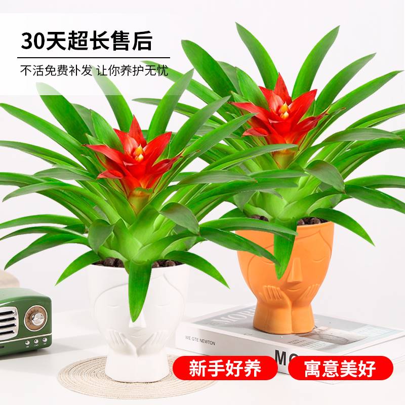 鸿运当头室内盆栽水培绿植四季开花好养发财树植物苗红掌客厅花卉
