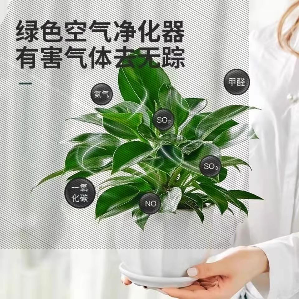 金钻盆栽绿萝箩室内植物花卉绿植水培好养活多肉四季客厅吸除甲醛