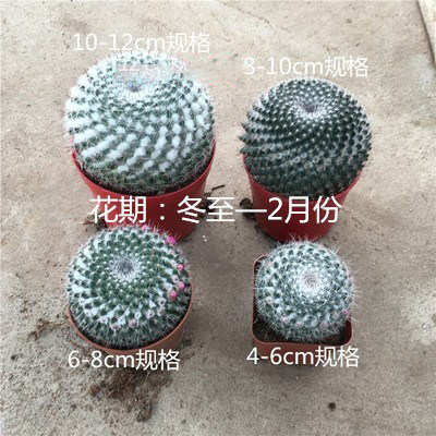 玉翁超大仙人球桌室内面防辐射吸甲醛美观会开花易养活仙人掌盆栽