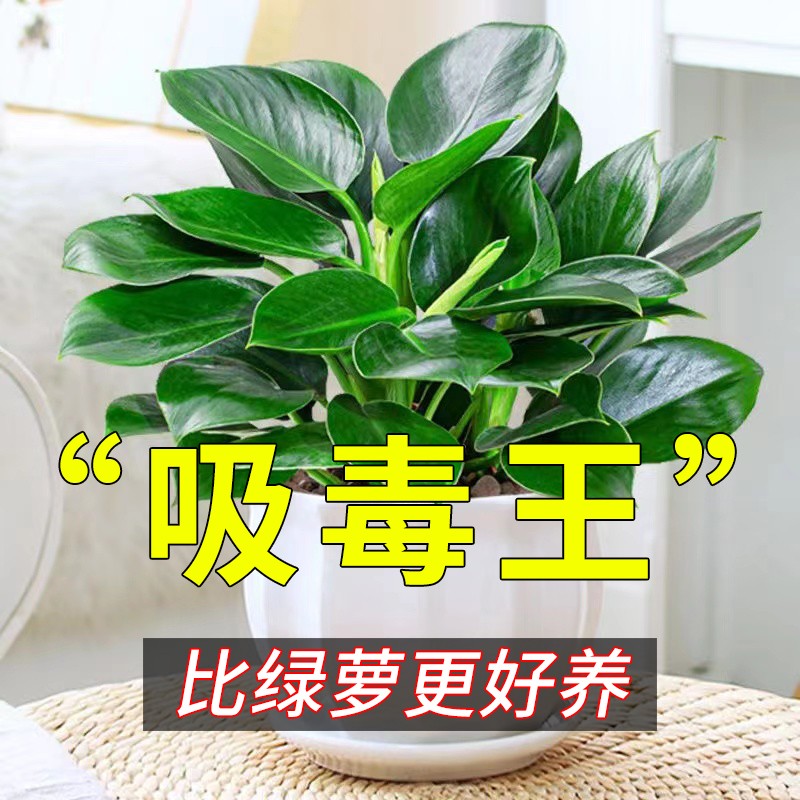 金钻盆栽水植物绿萝箩培绿植万年青花卉多肉办公室内吸除甲醛好养
