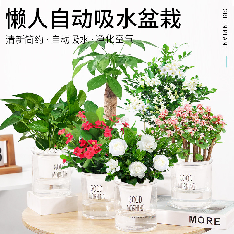 办公室绿小桌面植盆栽水培客厅室内开花好养发财树绿萝办公桌花卉