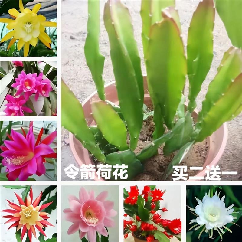 令箭荷花盆栽重瓣绿植大花多肉植物带根花苗荷花令箭室内阳台花卉