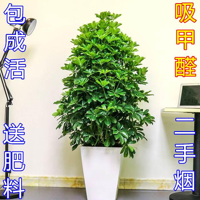 室内盆栽鹅掌柴苗植物招财树鸭脚木七叶莲净化空气吸尼古丁去甲醛