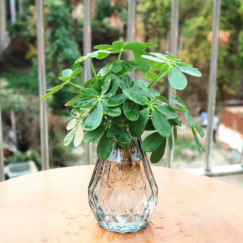 七叶莲四来八方常青季财鸭脚木室内招财绿植盆栽花卉发财树水培
