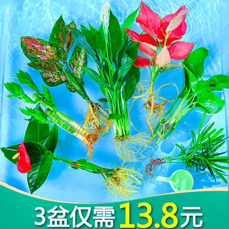 水培植物内绿植办公室水养生红白掌花卉盆栽文竹绿萝四季富贵竹芋