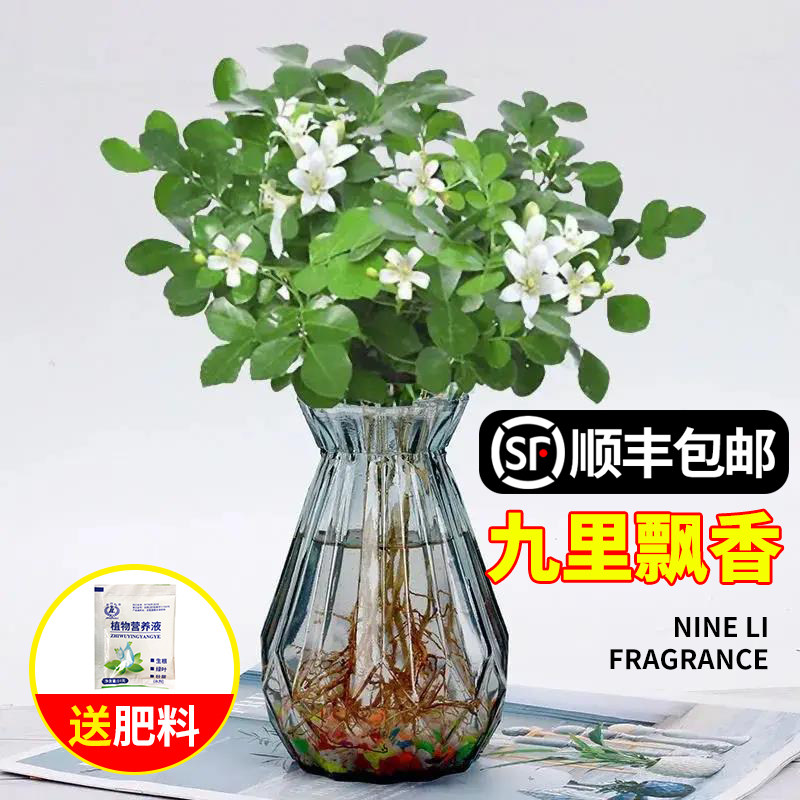 九里香盆浓香花苞栽带四季室内花卉植物七里香千里眼盆景好养绿植